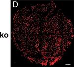 Rat IgG (H+L) Cross-Adsorbed Secondary Antibody in Immunocytochemistry, Immunohistochemistry (ICC/IF, IHC)