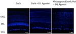 Opsin 4 Antibody