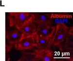 Rabbit IgG (H+L) Cross-Adsorbed Secondary Antibody in Immunocytochemistry (ICC/IF)