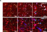 Rabbit IgG (H+L) Cross-Adsorbed Secondary Antibody in Immunocytochemistry (ICC/IF)