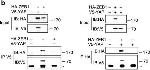 Goat IgG (H+L) Secondary Antibody in Western Blot (WB)