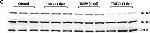 Rabbit IgG (H+L) Secondary Antibody in Western Blot (WB)