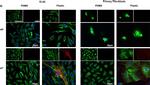 Rabbit IgG (H+L) Cross-Adsorbed Secondary Antibody in Immunocytochemistry (ICC/IF)