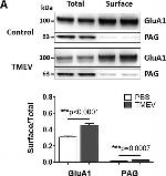 Rabbit IgG (H+L) Secondary Antibody in Western Blot (WB)