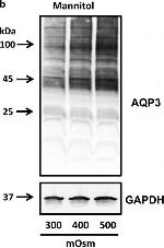 Rabbit IgG (H+L) Secondary Antibody in Western Blot (WB)