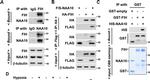 Mouse IgG (H+L) Cross-Adsorbed Secondary Antibody in Western Blot (WB)