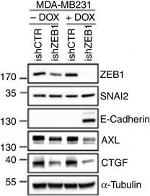 Goat IgG (H+L) Secondary Antibody in Western Blot (WB)