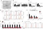 TSLP Receptor Antibody in Flow Cytometry (Flow)