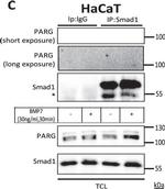 Rabbit IgG (H+L) Secondary Antibody in Western Blot (WB)