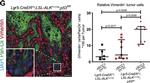 Rabbit IgG (H+L) Cross-Adsorbed Secondary Antibody in Immunohistochemistry (IHC)