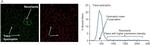 Rabbit IgG (H+L) Highly Cross-Adsorbed Secondary Antibody in Immunohistochemistry (Frozen) (IHC (F))