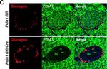 Mouse IgG (H+L) Cross-Adsorbed Secondary Antibody in Immunohistochemistry (Paraffin) (IHC (P))