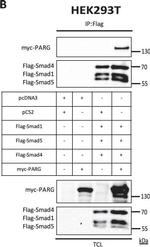 Rabbit IgG (H+L) Secondary Antibody in Western Blot (WB)