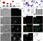 CD31 (PECAM-1) Antibody in Flow Cytometry (Flow)