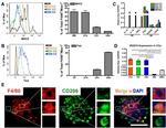 MHC Class II (I-A/I-E) Antibody in Flow Cytometry (Flow)