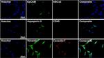 Rabbit IgG (H+L) Cross-Adsorbed Secondary Antibody in Immunocytochemistry (ICC/IF)