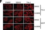 Goat IgG (H+L) Cross-Adsorbed Secondary Antibody in Immunocytochemistry (ICC/IF)