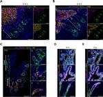 Goat IgG (H+L) Cross-Adsorbed Secondary Antibody in Immunohistochemistry (Paraffin) (IHC (P))