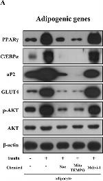 Mouse IgG Fc Cross-Adsorbed Secondary Antibody in Western Blot (WB)