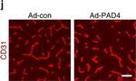 Goat IgG (H+L) Cross-Adsorbed Secondary Antibody in Immunohistochemistry (Frozen) (IHC (F))