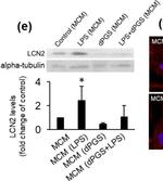 Rat IgG (H+L) Secondary Antibody in Western Blot (WB)