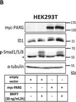 Rabbit IgG (H+L) Secondary Antibody in Western Blot (WB)