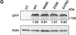 Rat IgG (H+L) Secondary Antibody in Western Blot (WB)