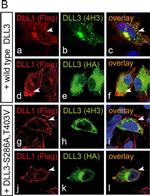 Rat IgG (H+L) Cross-Adsorbed Secondary Antibody in Immunocytochemistry (ICC/IF)