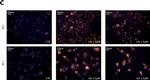 Rabbit IgG (H+L) Highly Cross-Adsorbed Secondary Antibody in Immunocytochemistry (ICC/IF)