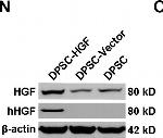 Rabbit IgG (H+L) Secondary Antibody in Western Blot (WB)