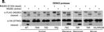 Rabbit IgG (H+L) Secondary Antibody in Western Blot (WB)