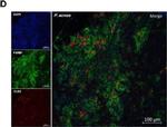 Rabbit IgG (H+L) Highly Cross-Adsorbed Secondary Antibody in Immunohistochemistry (IHC)