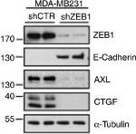 Goat IgG (H+L) Secondary Antibody in Western Blot (WB)