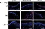 Rat IgG (H+L) Cross-Adsorbed Secondary Antibody in Immunohistochemistry (IHC)