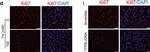 Rabbit IgG (H+L) Highly Cross-Adsorbed Secondary Antibody in Immunocytochemistry (ICC/IF)