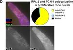 Rabbit IgG (H+L) Highly Cross-Adsorbed Secondary Antibody in Immunohistochemistry (IHC)