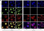 Goat IgG (H+L) Cross-Adsorbed Secondary Antibody in Immunocytochemistry (ICC/IF)