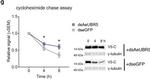 Mouse IgG (H+L) Cross-Adsorbed Secondary Antibody in Western Blot (WB)