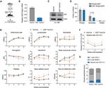 CD3e Antibody in Flow Cytometry (Flow)