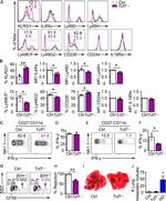 CD244.2 (2B4) Antibody in Flow Cytometry (Flow)