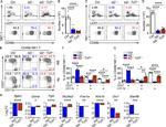 NK1.1 Antibody in Flow Cytometry (Flow)