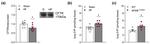 CFTR Antibody in Western Blot (WB)