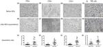 CD3 Antibody in Immunohistochemistry (IHC)