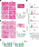 CD4 Antibody in Flow Cytometry (Flow)