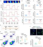 CD4 Antibody in Flow Cytometry (Flow)