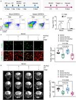 CD4 Antibody in Flow Cytometry (Flow)