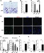 CD11b Antibody in Immunohistochemistry (IHC)