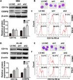 CD11b (activation epitope) Antibody in Flow Cytometry (Flow)