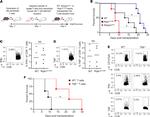 IFN gamma Antibody in Flow Cytometry (Flow)