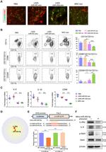 CD11b Antibody in Flow Cytometry (Flow)